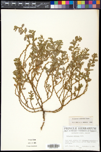 Polygonum achoreum image