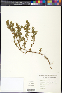 Polygonum achoreum image