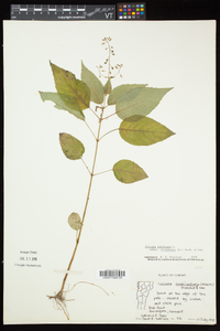 Circaea canadensis image