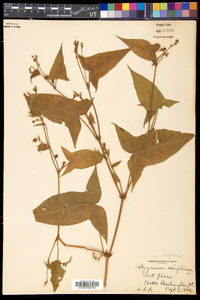 Persicaria arifolia image