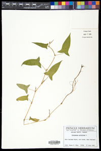 Persicaria arifolia image