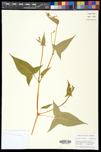 Persicaria arifolia image