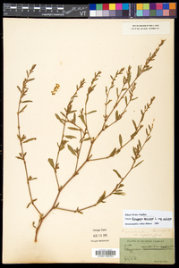 Polygonum aviculare subsp. aviculare image