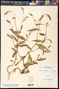 Persicaria careyi image