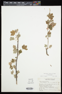 Ribes hirtellum image