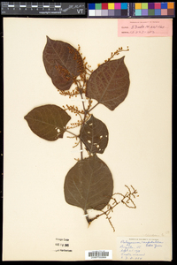 Reynoutria japonica image