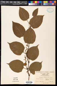 Reynoutria japonica image