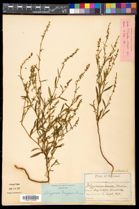 Polygonum douglasii image