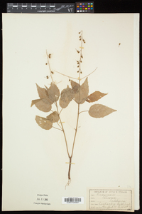 Circaea canadensis image