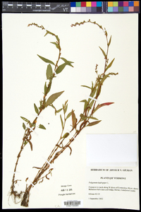 Persicaria hydropiper image