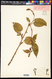 Persicaria orientalis image