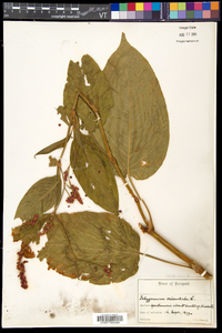 Persicaria orientalis image