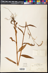 Persicaria careyi image