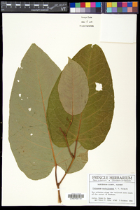 Fallopia sachalinensis image