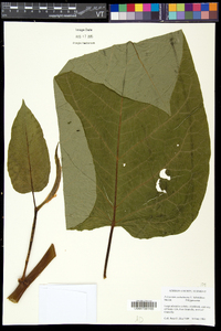 Fallopia sachalinensis image