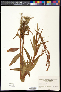 Persicaria careyi image