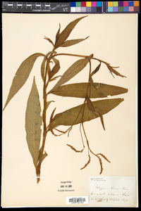 Persicaria careyi image