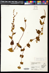 Fallopia cilinodis image