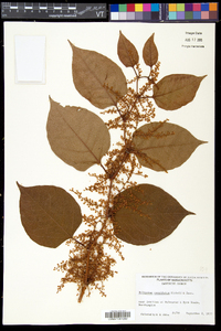 Reynoutria japonica image