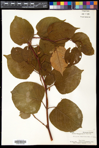 Reynoutria japonica image