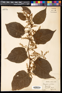 Reynoutria japonica image