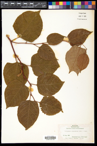 Reynoutria japonica image