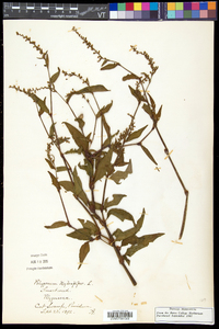 Persicaria hydropiper image