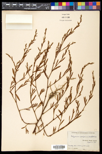 Polygonum ramosissimum image