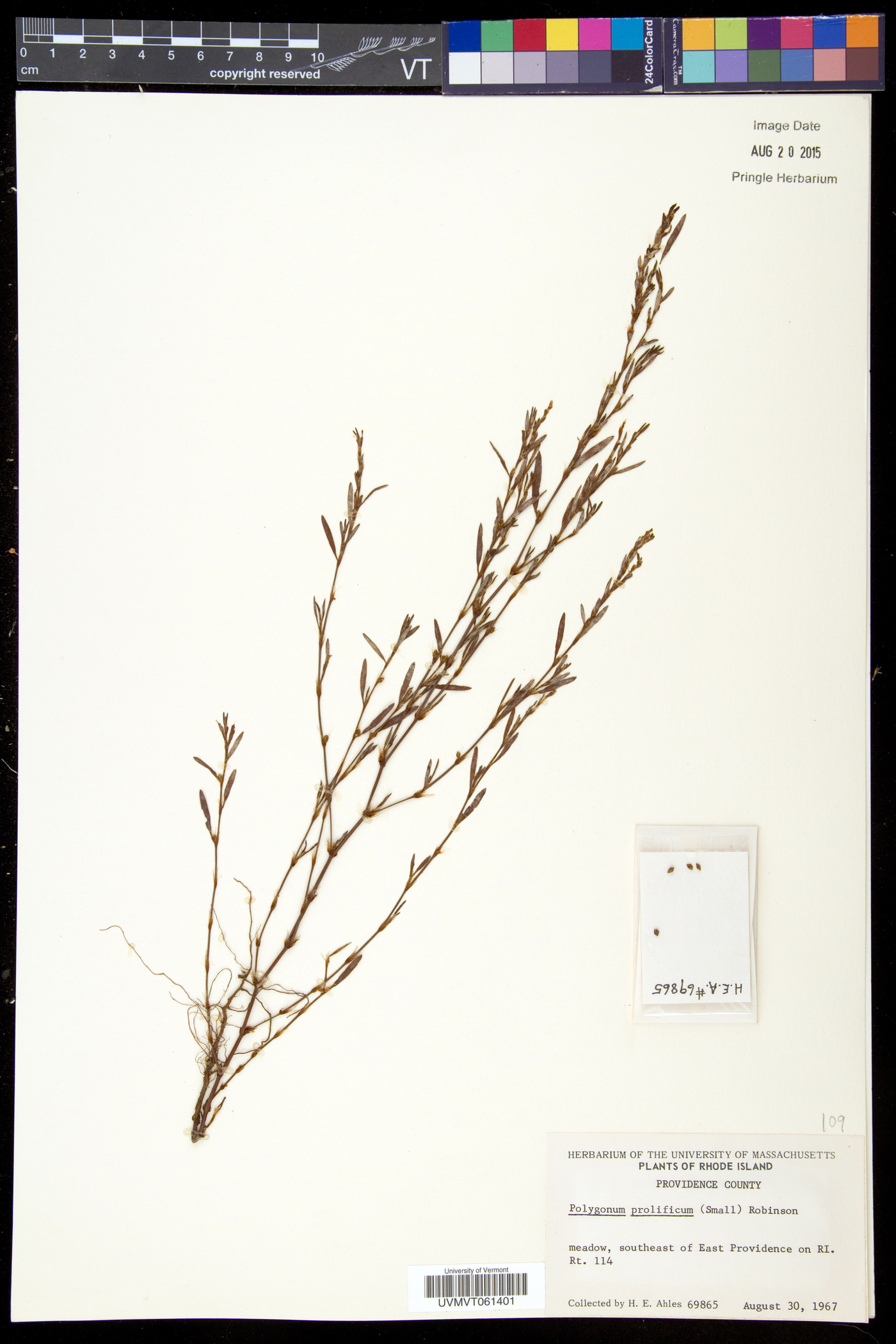 Polygonum ramosissimum subsp. prolificum image