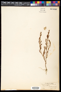 Polygonum ramosissimum image