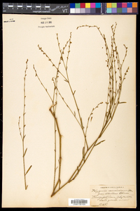 Polygonum ramosissimum image