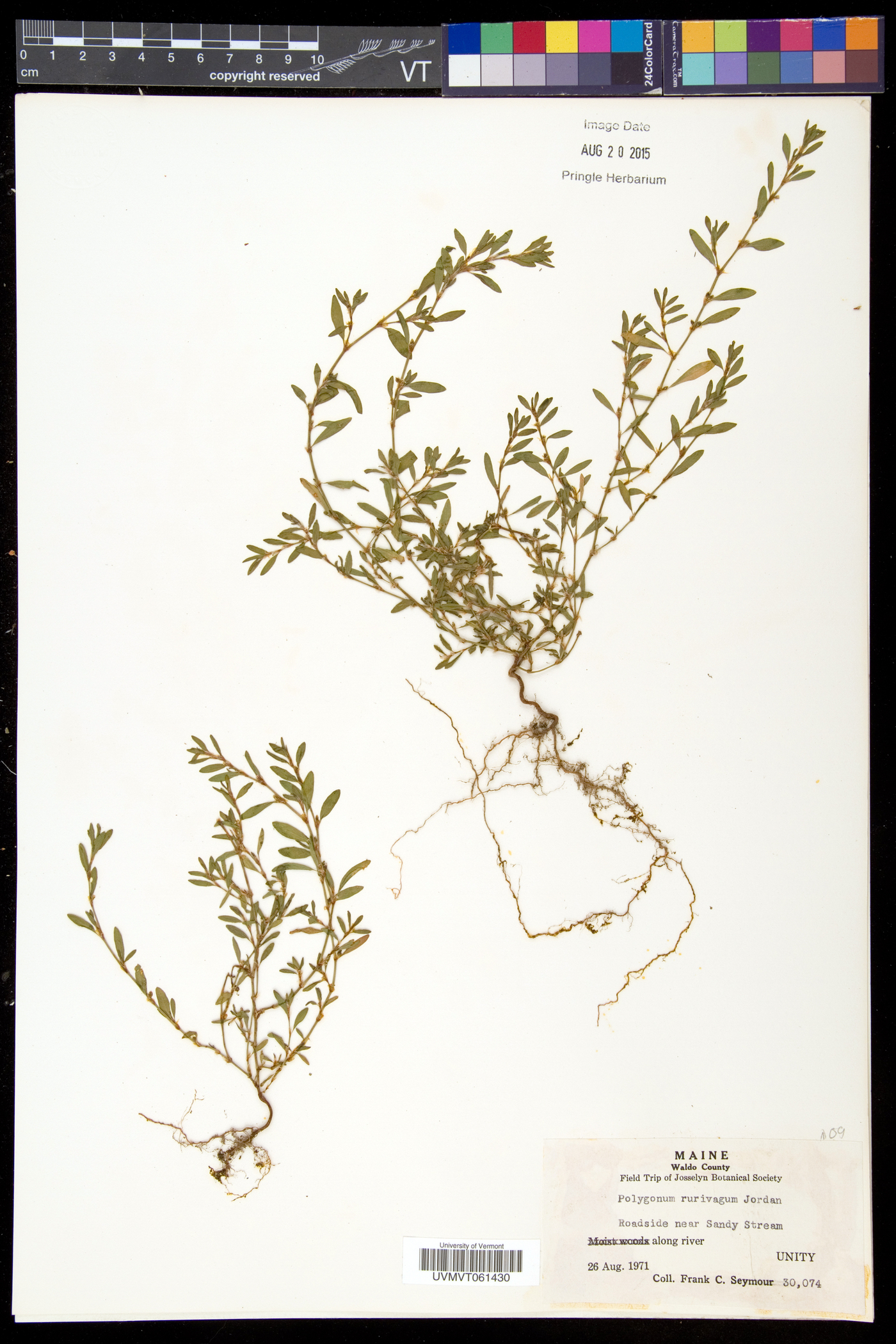 Polygonum aviculare subsp. rurivagum image