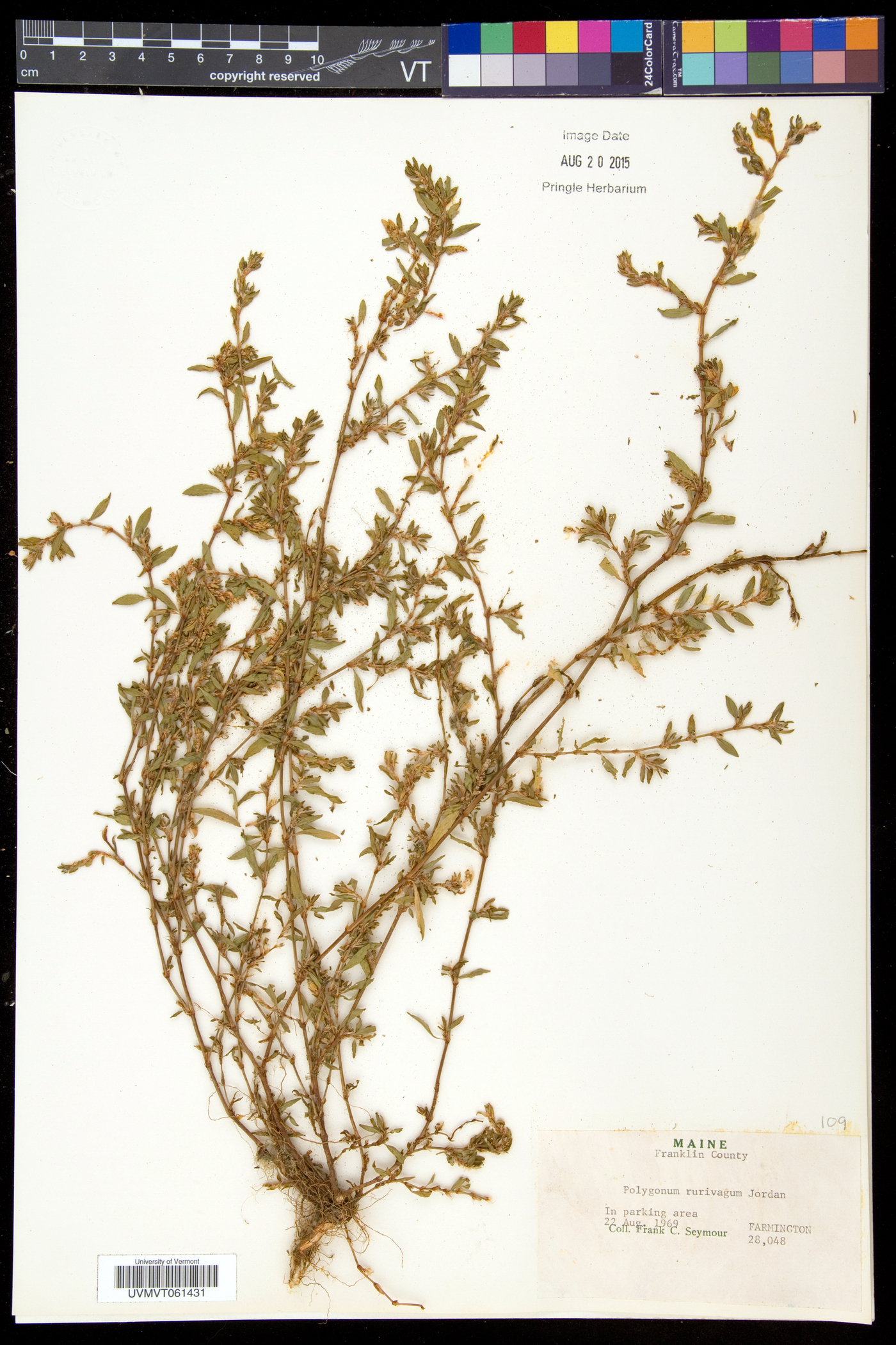 Polygonum aviculare subsp. rurivagum image