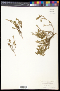 Polygonum aviculare subsp. rurivagum image