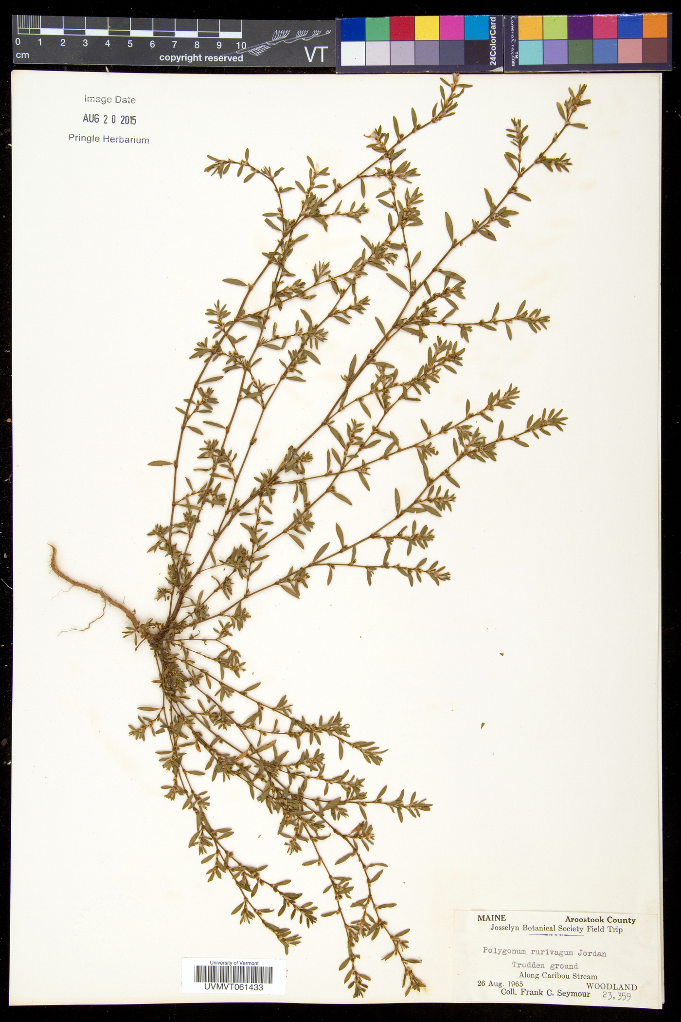 Polygonum aviculare subsp. rurivagum image