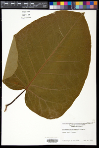 Fallopia sachalinensis image