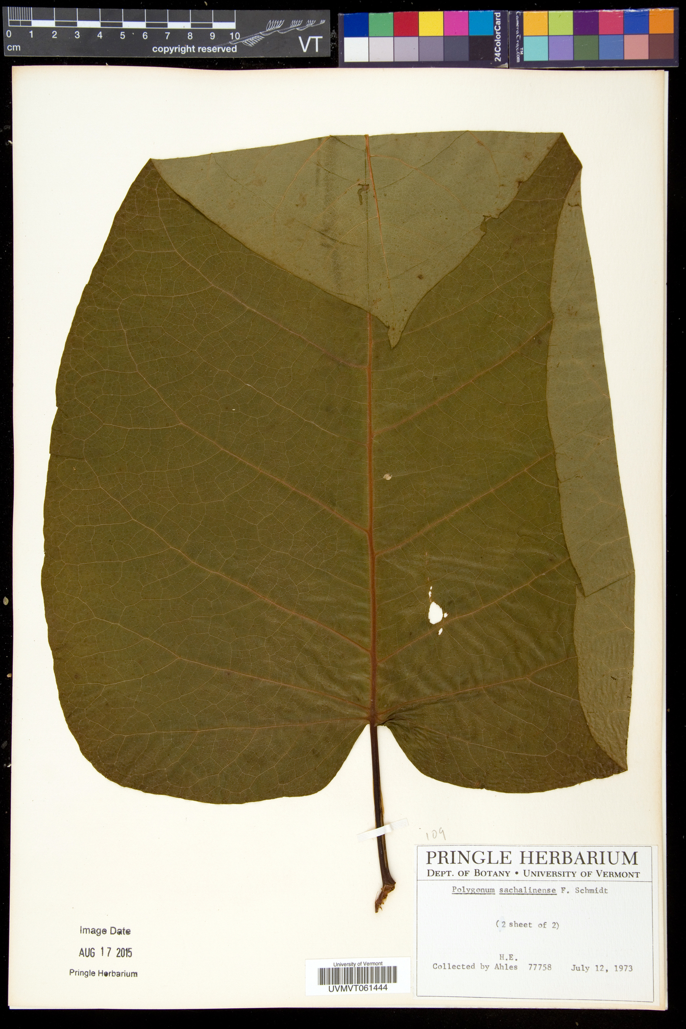 Fallopia sachalinensis image