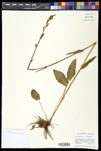 Rumex acetosa image