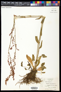 Rumex acetosa image