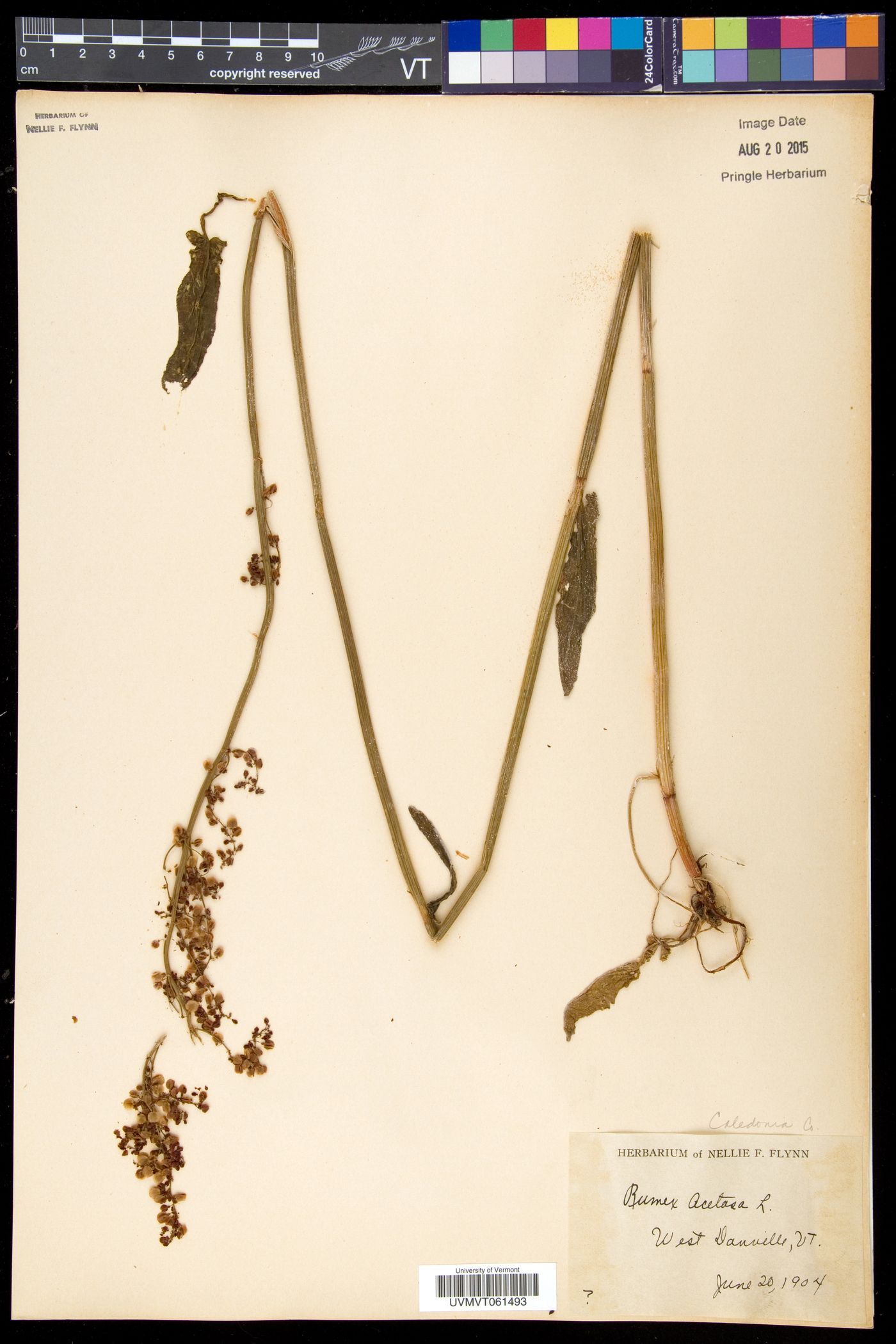 Rumex acetosa image