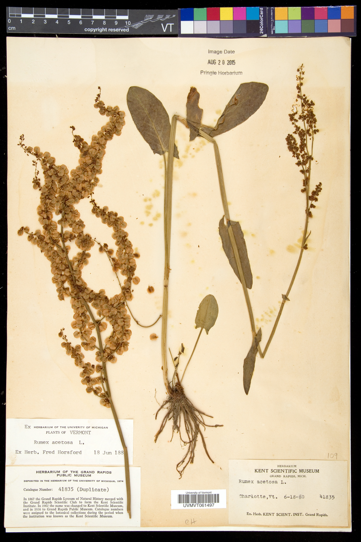 Rumex acetosa image