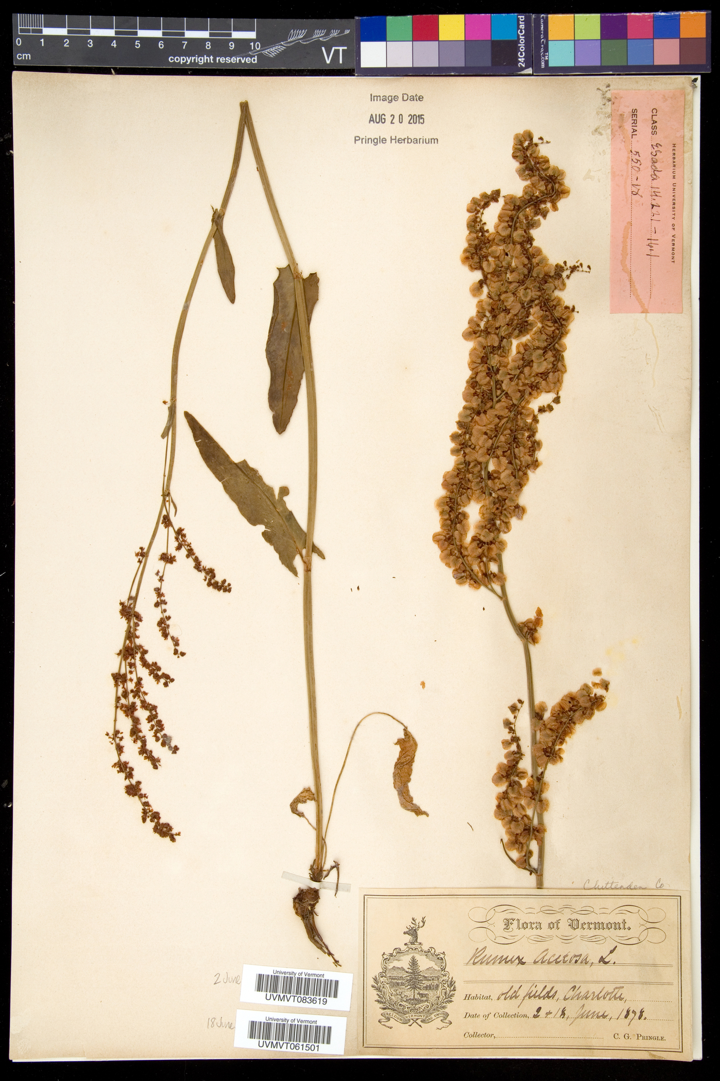 Rumex acetosa image
