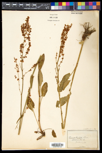 Rumex acetosa image