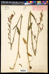 Rumex acetosa image