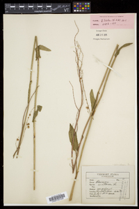 Rumex acetosa image