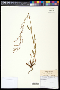 Rumex acetosella subsp. pyrenaicus image