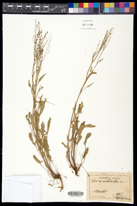 Rumex acetosella subsp. pyrenaicus image