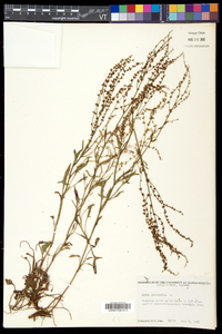 Rumex acetosella subsp. pyrenaicus image