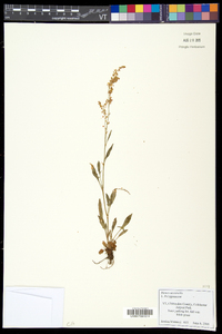 Rumex acetosella subsp. pyrenaicus image