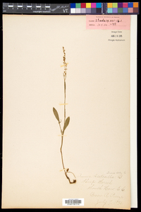 Rumex acetosella subsp. pyrenaicus image